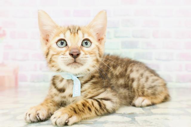 千葉県のベンガル (Coo&RIKU南柏店/2026年4月30日生まれ/男の子/ブラウンスポットタビー)の子猫の2枚目の画像