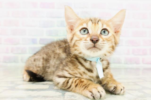 千葉県のベンガル (Coo&RIKU南柏店/2026年4月30日生まれ/男の子/ブラウンスポットタビー)の子猫の3枚目の画像