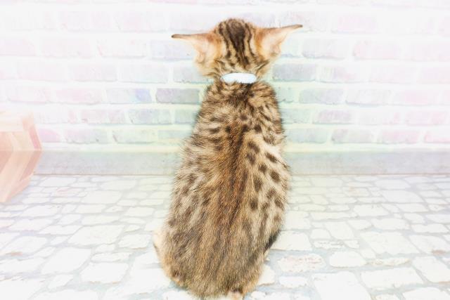 千葉県のベンガル (Coo&RIKU南柏店/2026年4月30日生まれ/男の子/ブラウンスポットタビー)の子猫の4枚目の画像