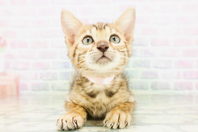 群馬県のベンガル (Coo&RIKU前橋店/2026年4月30日生まれ/女の子/ブラウンスポットタビー)の子猫の1枚目の画像