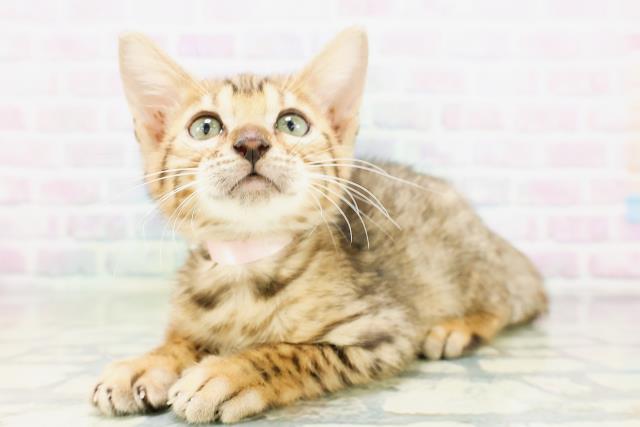 群馬県のベンガル (Coo&RIKU前橋店/2026年4月30日生まれ/女の子/ブラウンスポットタビー)の子猫の2枚目の画像