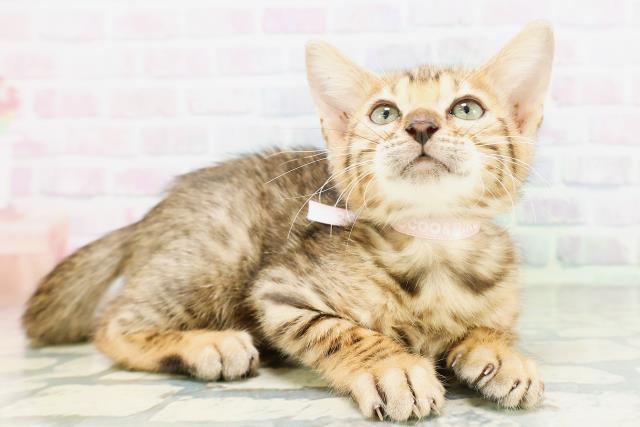 群馬県のベンガル (Coo&RIKU前橋店/2026年4月30日生まれ/女の子/ブラウンスポットタビー)の子猫の3枚目の画像