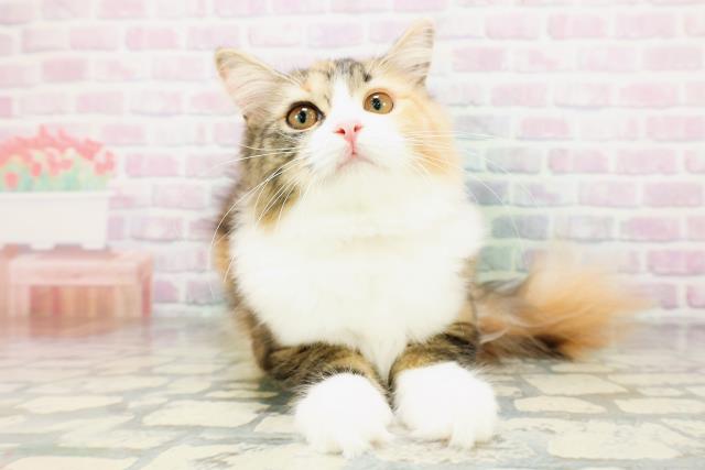 千葉県のサイベリアン (Coo&RIKU若葉都賀店/2026年2月8日生まれ/女の子/キャリコ)の子猫の1枚目の画像