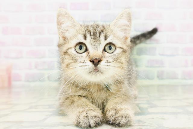 千葉県のミヌエット (Coo&RIKU流山店/2026年4月19日生まれ/男の子/ブラウンタビー)の子猫の1枚目の画像