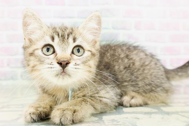 千葉県のミヌエット (Coo&RIKU流山店/2026年4月19日生まれ/男の子/ブラウンタビー)の子猫の2枚目の画像