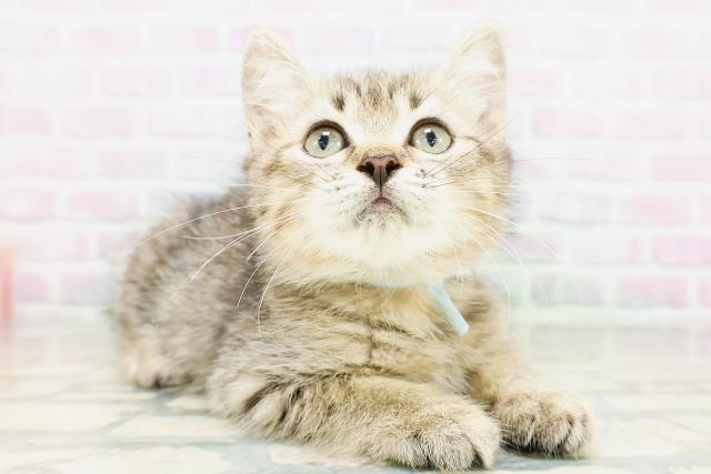 千葉県のミヌエット (Coo&RIKU流山店/2026年4月19日生まれ/男の子/ブラウンタビー)の子猫の3枚目の画像