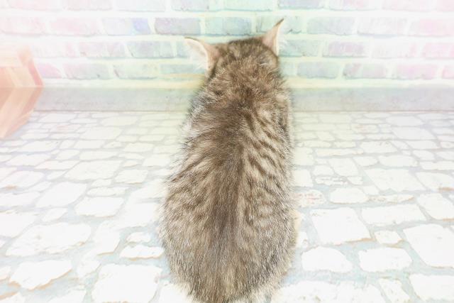 千葉県のミヌエット (Coo&RIKU流山店/2026年4月19日生まれ/男の子/ブラウンタビー)の子猫の4枚目の画像