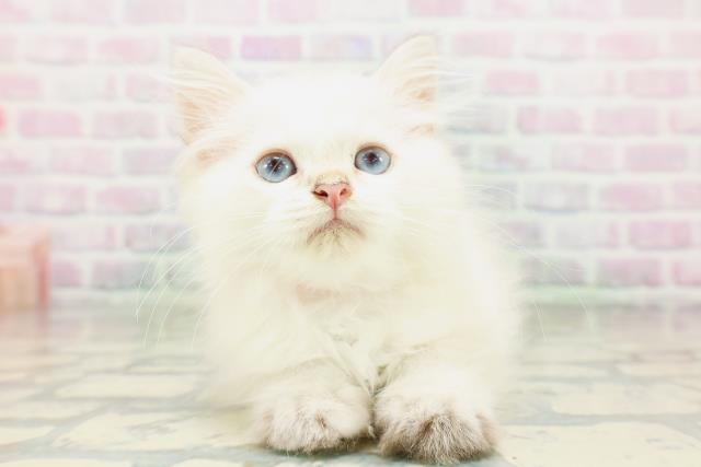 東京都のミヌエット (Coo&RIKU中野サンモール店/2026年4月19日生まれ/男の子/シールリンクスポイント)の子猫の1枚目の画像