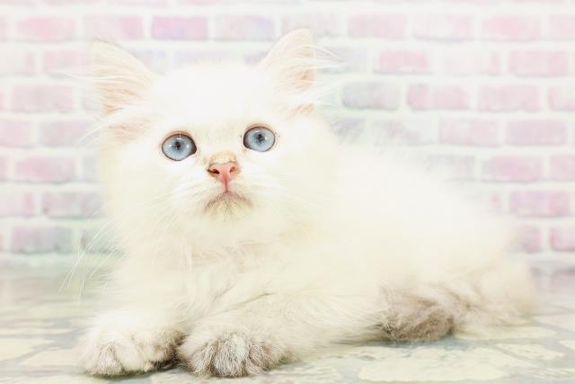 東京都のミヌエット (Coo&RIKU中野サンモール店/2026年4月19日生まれ/男の子/シールリンクスポイント)の子猫の2枚目の画像