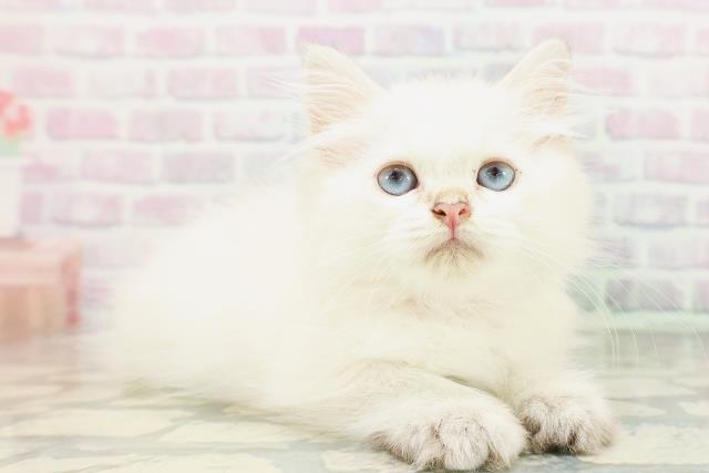 東京都のミヌエット (Coo&RIKU中野サンモール店/2026年4月19日生まれ/男の子/シールリンクスポイント)の子猫の3枚目の画像