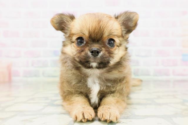 栃木県のチワワ(ロング) (Coo&RIKUFKDインターパーク店/2026年5月2日生まれ/女の子/レッドホワイト)の子犬の1枚目の画像