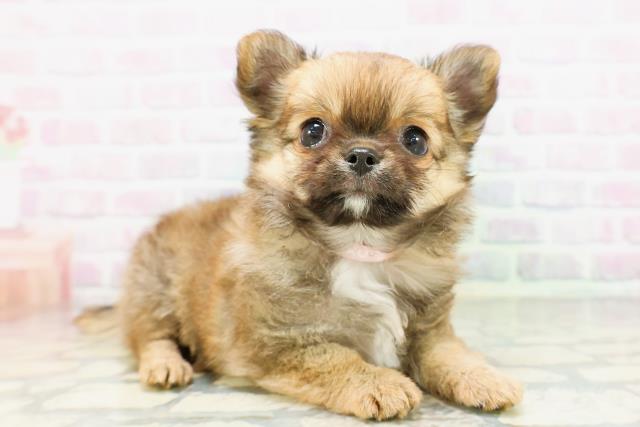栃木県のチワワ(ロング) (Coo&RIKUFKDインターパーク店/2026年5月2日生まれ/女の子/レッドホワイト)の子犬の3枚目の画像