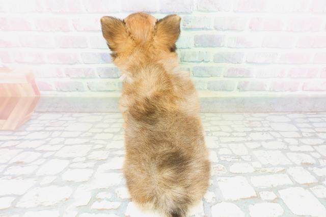 栃木県のチワワ(ロング) (Coo&RIKUFKDインターパーク店/2026年5月2日生まれ/女の子/レッドホワイト)の子犬の4枚目の画像