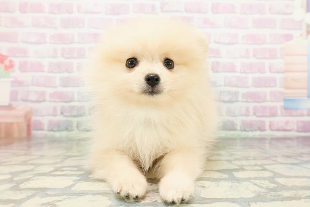 埼玉県のポメラニアン (Coo&RIKU川越店/2026年5月2日生まれ/男の子/クリーム)の子犬