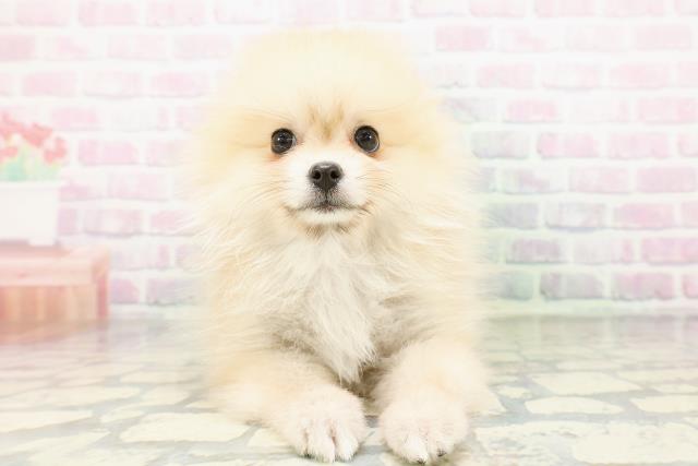 東京都のポメラニアン (Coo&RIKU足立本店/2026年5月2日生まれ/女の子/クリームセーブル)の子犬の1枚目の画像