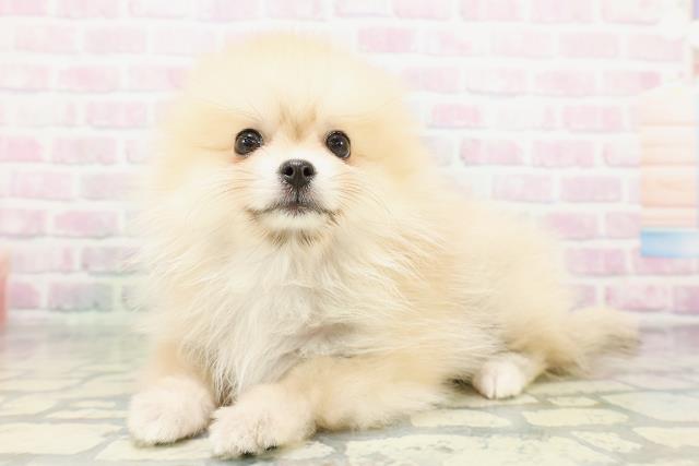 東京都のポメラニアン (Coo&RIKU足立本店/2026年5月2日生まれ/女の子/クリームセーブル)の子犬の2枚目の画像