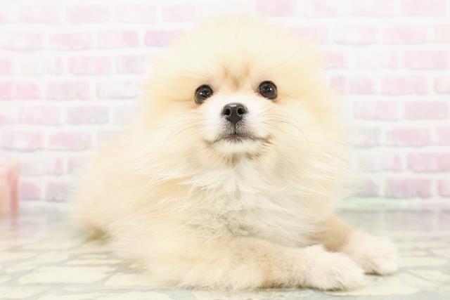 東京都のポメラニアン (Coo&RIKU足立本店/2026年5月2日生まれ/女の子/クリームセーブル)の子犬の3枚目の画像