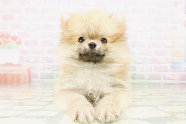 栃木県のポメラニアン (Coo&RIKUFKDインターパーク店/2026年4月27日生まれ/男の子/オレンジセーブル)の子犬の1枚目の画像
