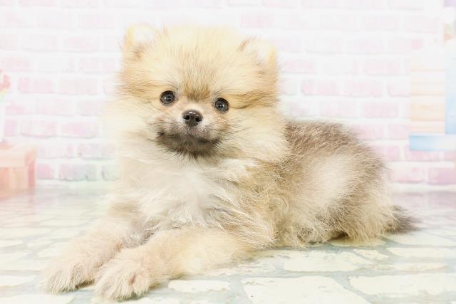 栃木県のポメラニアン (Coo&RIKUFKDインターパーク店/2026年4月27日生まれ/男の子/オレンジセーブル)の子犬の2枚目の画像