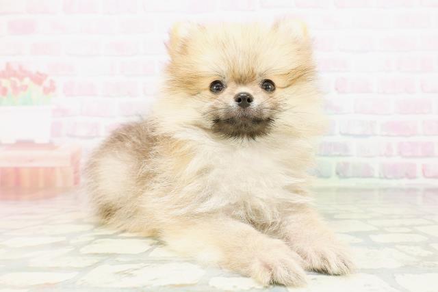 栃木県のポメラニアン (Coo&RIKUFKDインターパーク店/2026年4月27日生まれ/男の子/オレンジセーブル)の子犬の3枚目の画像