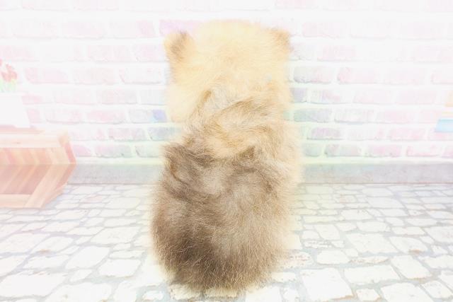 栃木県のポメラニアン (Coo&RIKUFKDインターパーク店/2026年4月27日生まれ/男の子/オレンジセーブル)の子犬の4枚目の画像