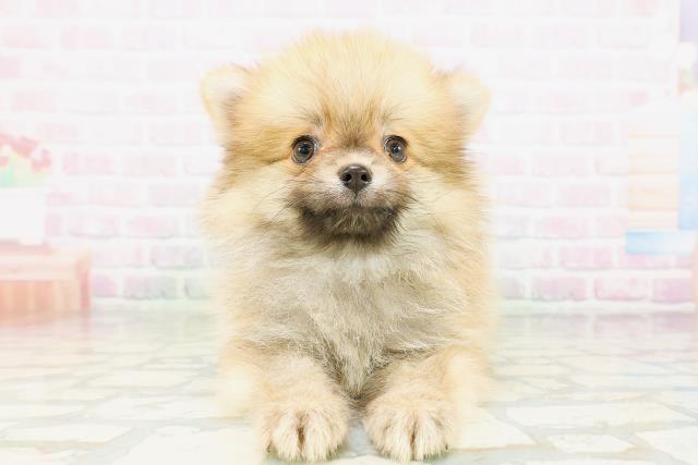 千葉県のポメラニアン (Coo&RIKU南柏店/2026年4月27日生まれ/男の子/オレンジセーブル)の子犬の1枚目の画像