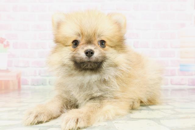 千葉県のポメラニアン (Coo&RIKU南柏店/2026年4月27日生まれ/男の子/オレンジセーブル)の子犬の2枚目の画像