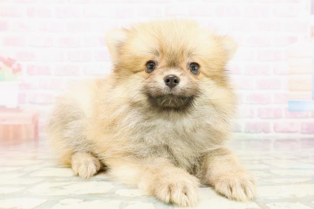 千葉県のポメラニアン (Coo&RIKU南柏店/2026年4月27日生まれ/男の子/オレンジセーブル)の子犬の3枚目の画像