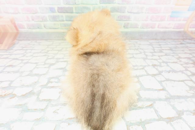 千葉県のポメラニアン (Coo&RIKU南柏店/2026年4月27日生まれ/男の子/オレンジセーブル)の子犬の4枚目の画像