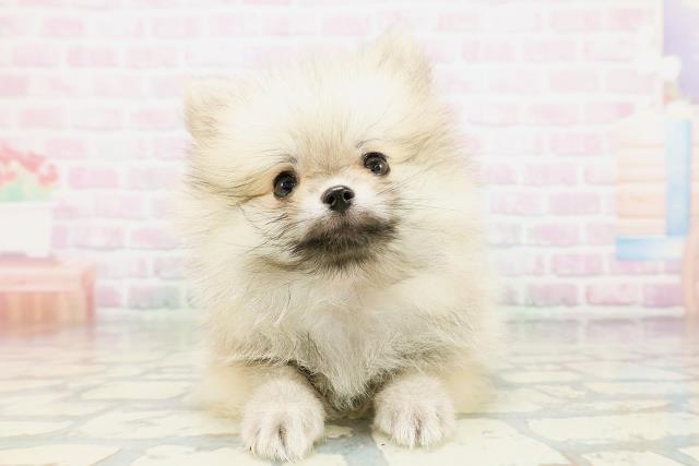 埼玉県のポメラニアン (Coo&RIKU桶川店/2026年4月27日生まれ/女の子/ウルフセーブル)の子犬の1枚目の画像