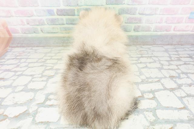 埼玉県のポメラニアン (Coo&RIKU桶川店/2026年4月27日生まれ/女の子/ウルフセーブル)の子犬の4枚目の画像