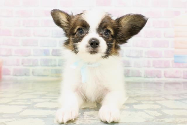 東京都のパピヨン (Coo&RIKU新小岩店/2026年5月3日生まれ/男の子/レッドセーブルホワイト)の子犬の1枚目の画像
