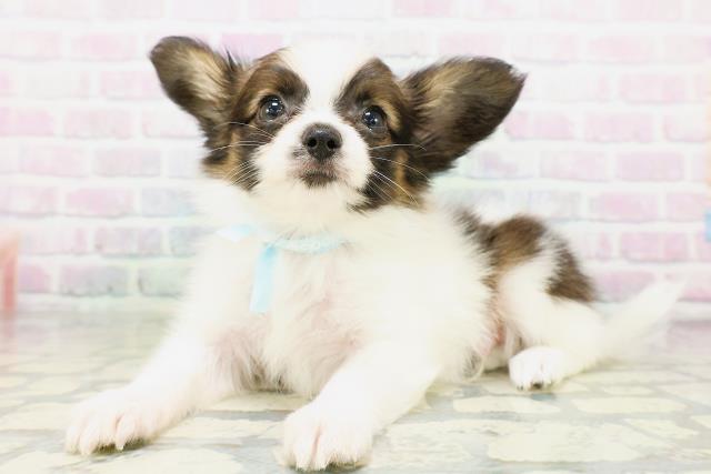 東京都のパピヨン (Coo&RIKU新小岩店/2026年5月3日生まれ/男の子/レッドセーブルホワイト)の子犬の2枚目の画像