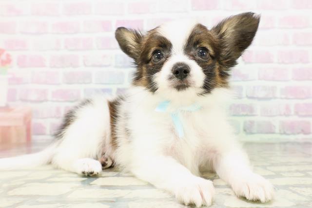 東京都のパピヨン (Coo&RIKU新小岩店/2026年5月3日生まれ/男の子/レッドセーブルホワイト)の子犬の3枚目の画像