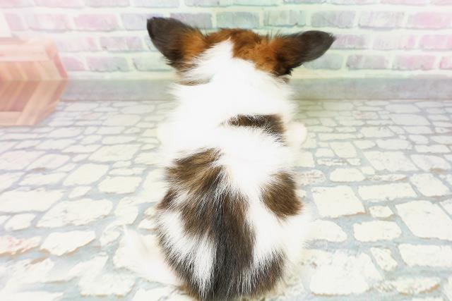 東京都のパピヨン (Coo&RIKU新小岩店/2026年5月3日生まれ/男の子/レッドセーブルホワイト)の子犬の4枚目の画像