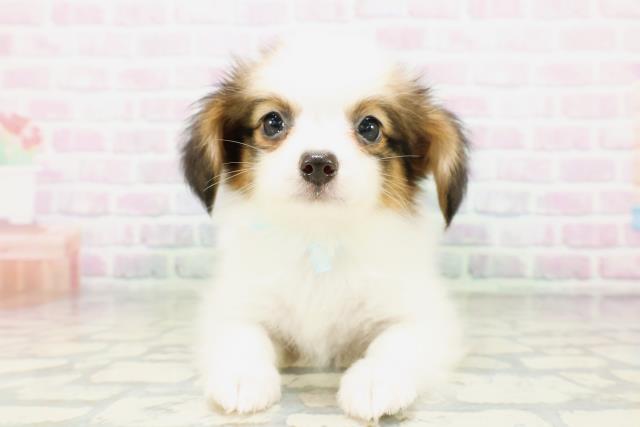 栃木県のパピヨン (Coo&RIKU宇都宮店/2026年5月3日生まれ/男の子/レッドセーブルホワイト)の子犬