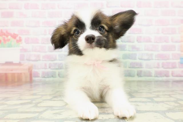 千葉県のパピヨン (Coo&RIKU南柏店/2026年5月3日生まれ/女の子/レッドセーブルホワイト)の子犬の1枚目の画像