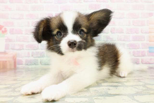 千葉県のパピヨン (Coo&RIKU南柏店/2026年5月3日生まれ/女の子/レッドセーブルホワイト)の子犬の2枚目の画像