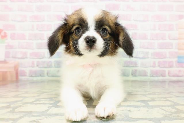 群馬県のパピヨン (Coo&RIKU高崎店/2026年5月3日生まれ/女の子/レッドセーブルホワイト)の子犬の1枚目の画像