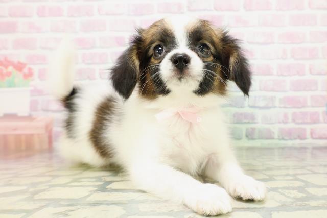 群馬県のパピヨン (Coo&RIKU高崎店/2026年5月3日生まれ/女の子/レッドセーブルホワイト)の子犬の3枚目の画像
