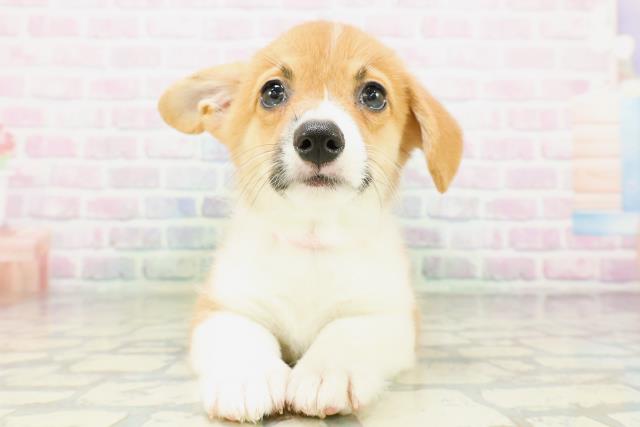 千葉県のウェルシュコーギーペンブローク (Coo&RIKU若葉都賀店/2026年4月19日生まれ/女の子/レッドホワイト)の子犬の1枚目の画像