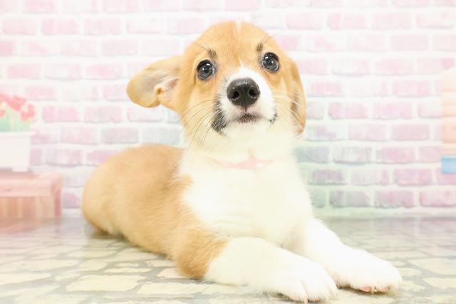 千葉県のウェルシュコーギーペンブローク (Coo&RIKU若葉都賀店/2026年4月19日生まれ/女の子/レッドホワイト)の子犬の3枚目の画像