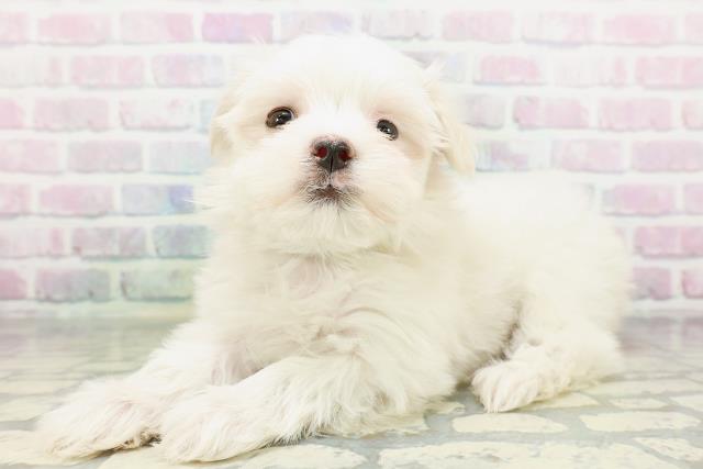 宮城県のマルチーズ (Coo&RIKU仙台太白店/2026年4月30日生まれ/男の子/ホワイト)の子犬の2枚目の画像