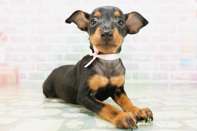 北海道のトイマンチェスターテリア (Coo&RIKU函館店/2026年5月4日生まれ/女の子/ブラックタン)の子犬の3枚目の画像