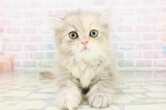 兵庫県のミヌエット (Coo&RIKU三木店/2026年5月1日生まれ/女の子/ブルーパッチドタビー)の子猫の1枚目の画像