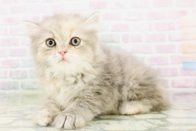 兵庫県のミヌエット (Coo&RIKU三木店/2026年5月1日生まれ/女の子/ブルーパッチドタビー)の子猫の2枚目の画像