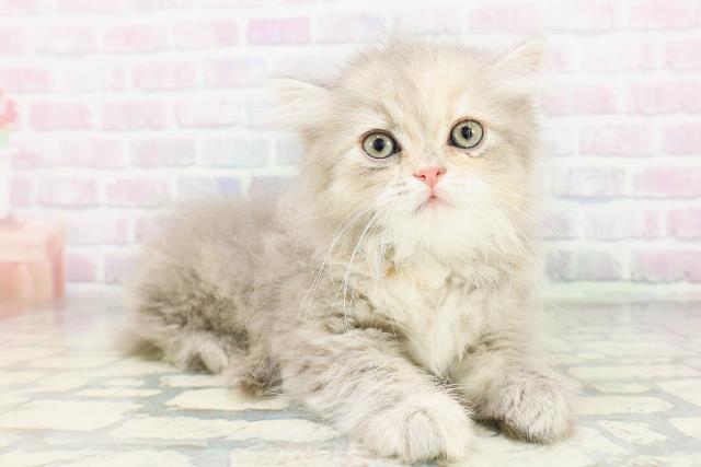 兵庫県のミヌエット (Coo&RIKU三木店/2026年5月1日生まれ/女の子/ブルーパッチドタビー)の子猫の3枚目の画像