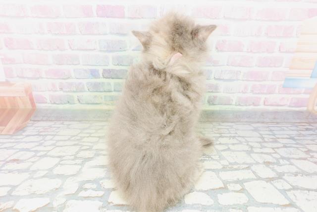 兵庫県のミヌエット (Coo&RIKU三木店/2026年5月1日生まれ/女の子/ブルーパッチドタビー)の子猫の4枚目の画像