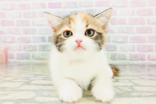 兵庫県のミヌエット (Coo&RIKU神戸東灘店/2026年5月1日生まれ/女の子/キャリコ)の子猫の1枚目の画像