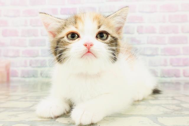 兵庫県のミヌエット (Coo&RIKU神戸東灘店/2026年5月1日生まれ/女の子/キャリコ)の子猫の2枚目の画像
